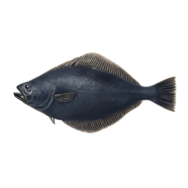 Stek z Halibuta Grenlandzkiego, 3kg