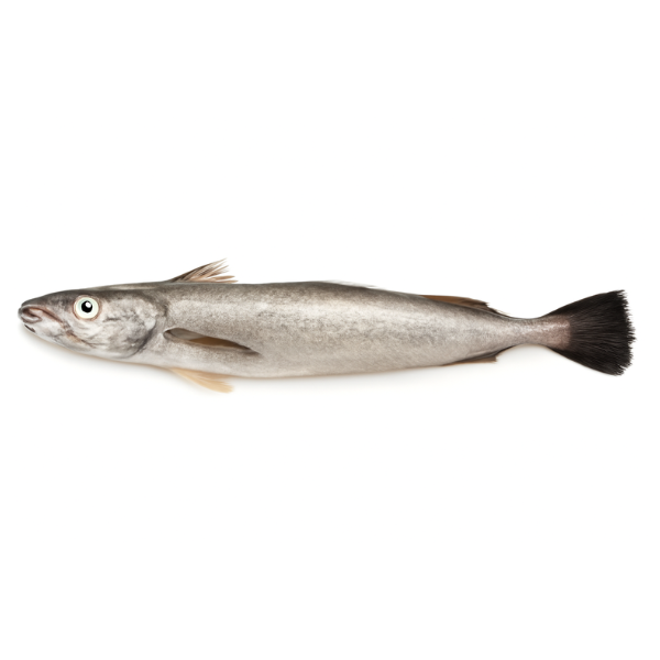 Filet z Morszczuka Argentyńskiego(Merluccius hubbsi), 7kg